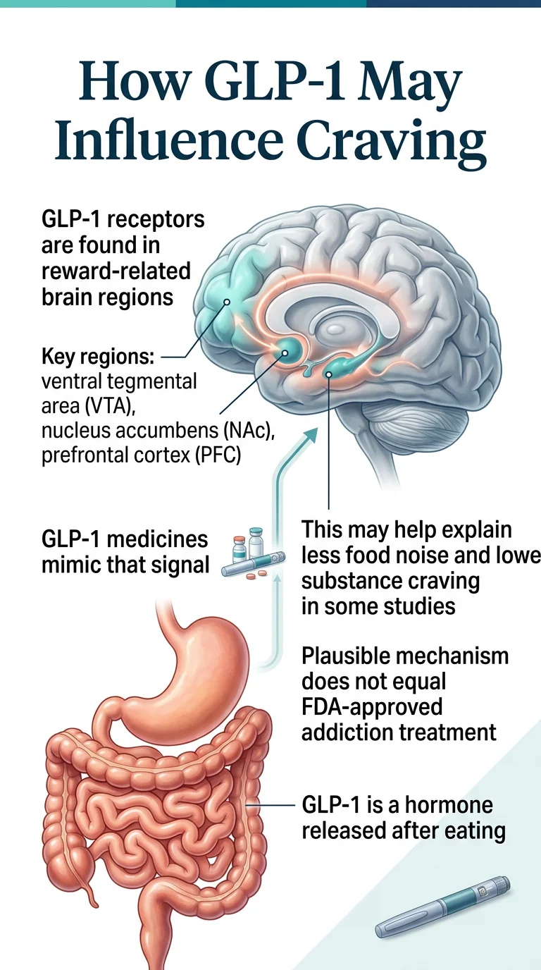 How GLP-1 may influence craving: GLP-1 receptors are found in reward-related brain regions including the ventral tegmental area (VTA), nucleus accumbens (NAc), and prefrontal cortex (PFC). GLP-1 medicines mimic that signal, which may help explain less food noise and lower substance craving in some studies. A plausible mechanism does not equal FDA-approved addiction treatment.
