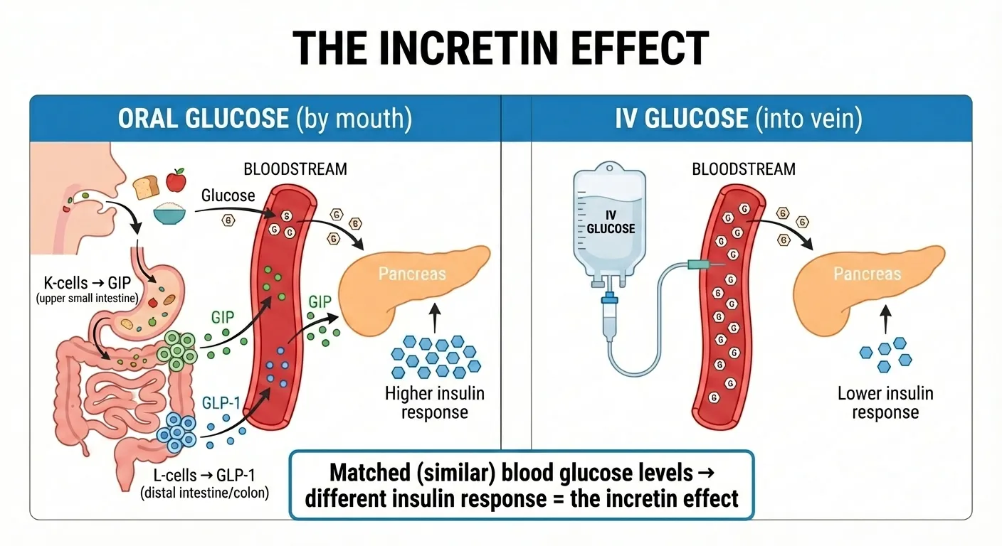 The incretin effect comparison showing oral glucose by mouth triggers higher insulin response through GLP-1 and GIP release compared to IV glucose which bypasses the gut and produces lower insulin response