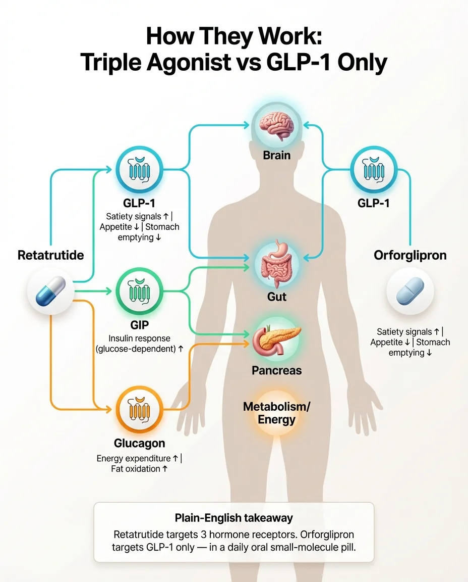 How retatrutide and orforglipron work: diagram showing retatrutide targeting three hormone receptors (GLP-1, GIP, and glucagon) in the brain, gut, pancreas, and metabolism versus orforglipron targeting GLP-1 only