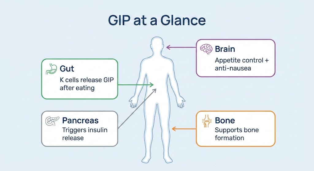 What is GIP - diagram showing how GIP hormone affects the pancreas, brain, bone, and fat tissue